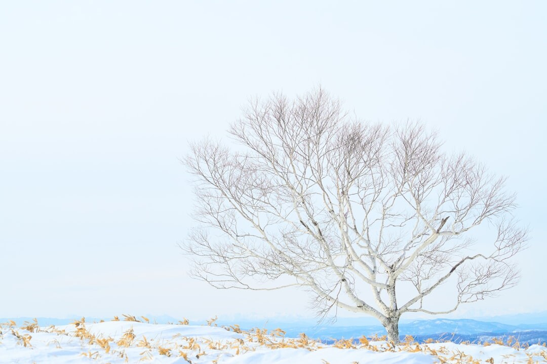 北海道新千歲機場冬季外觀,滑雪自由行的第一站