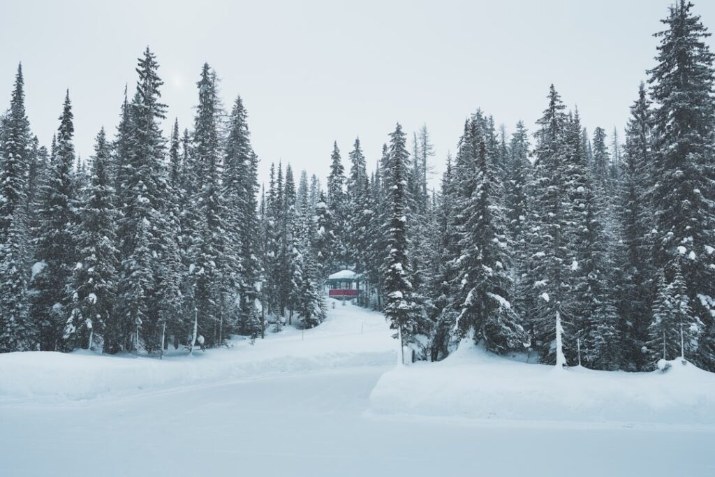 留壽都滑雪場 Isola Mt. 粉雪樹林,深雪滑雪天堂